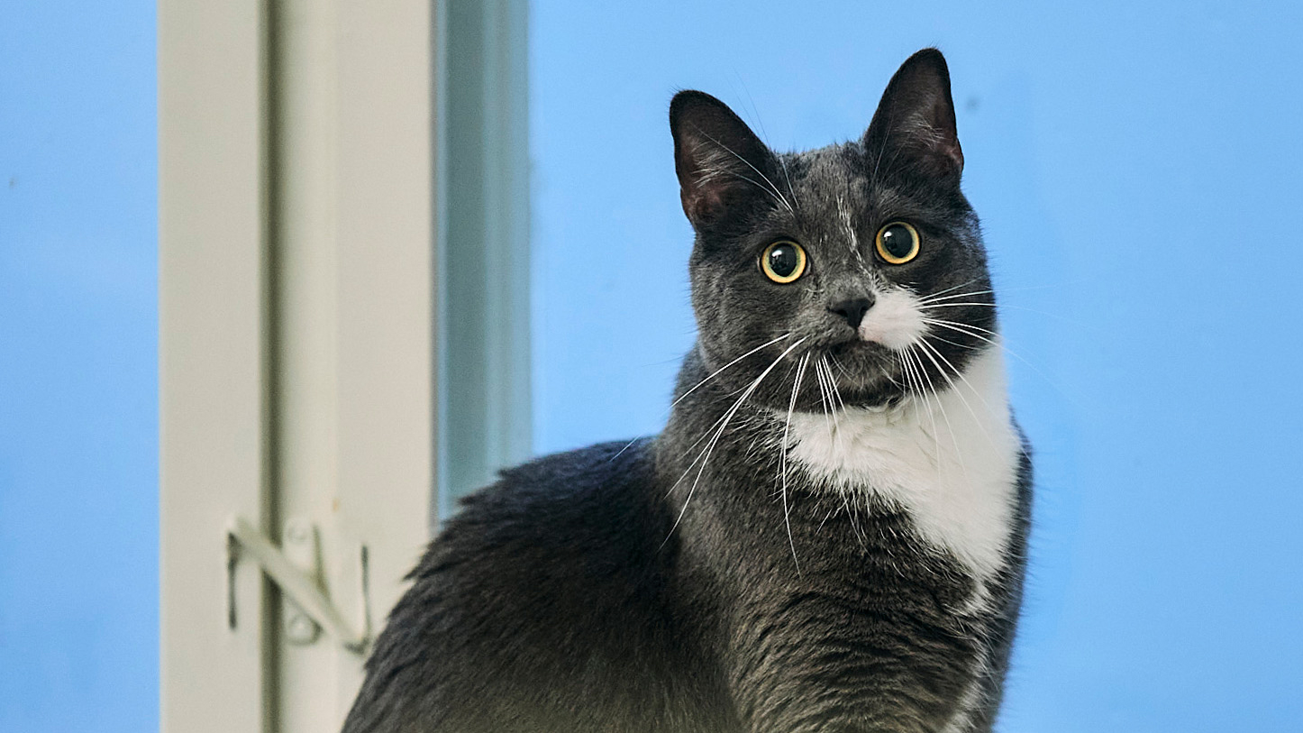 The cat Frosk, grey, with a white spot on his nose.